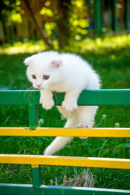 White kitten