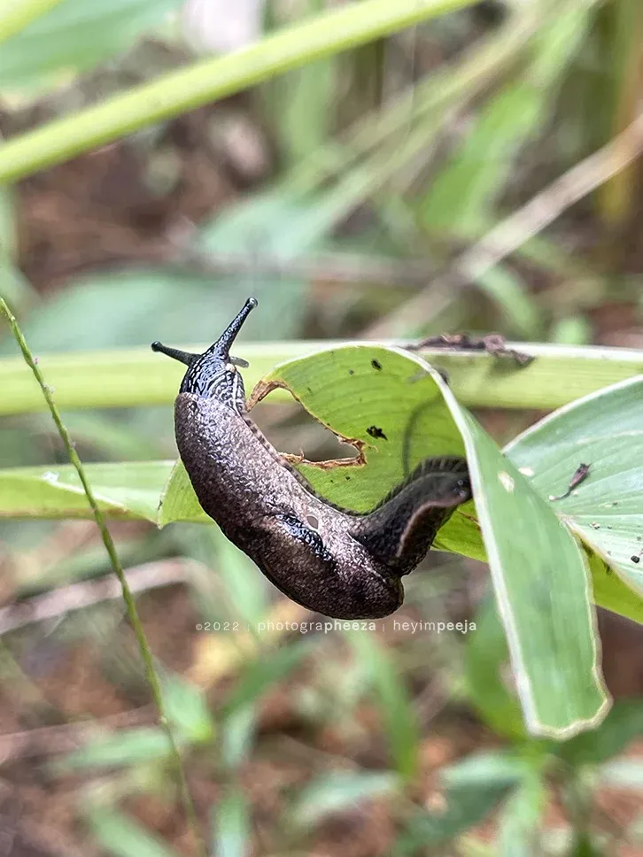 siput lintah