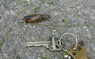 Live Cicada with house key showing that its the same size as the key