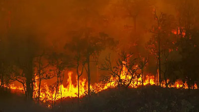 Kebakaran Hutan Gunung Sumbing: Kejadian Misterius di Lereng Indah