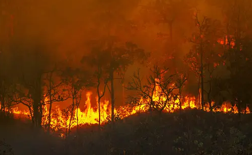 Kebakaran Hutan Gunung Sumbing