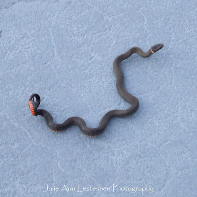 Florida Ringneck Snake in Leesburg, Florida