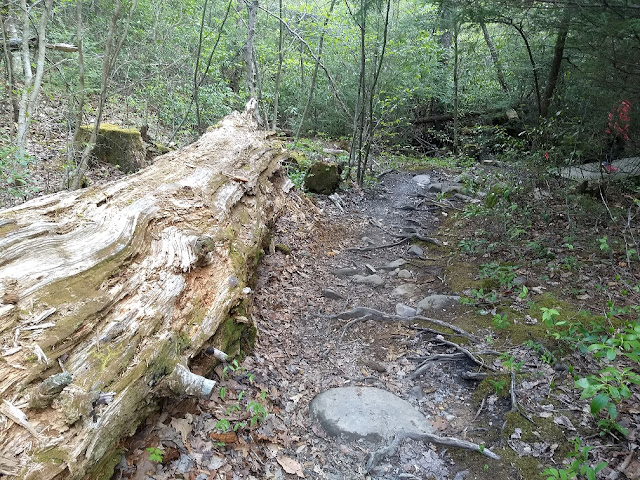 large tree laying near the trail