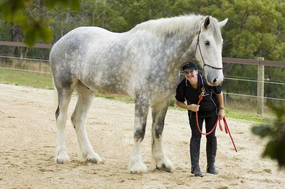 amazing tallest horse in the world