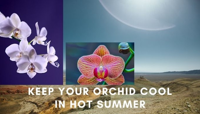 Keep your Orchid Cool in hot Summer