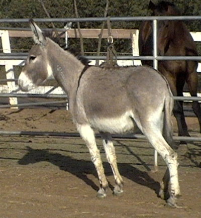 Jingles the burro, to the rescue!