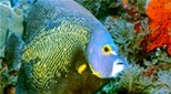 Antilles poisson-ange français