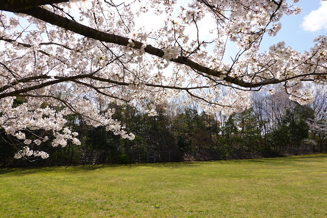 鳥取県西伯郡南部町鶴田　とっとり花回廊　外駐車場の桜