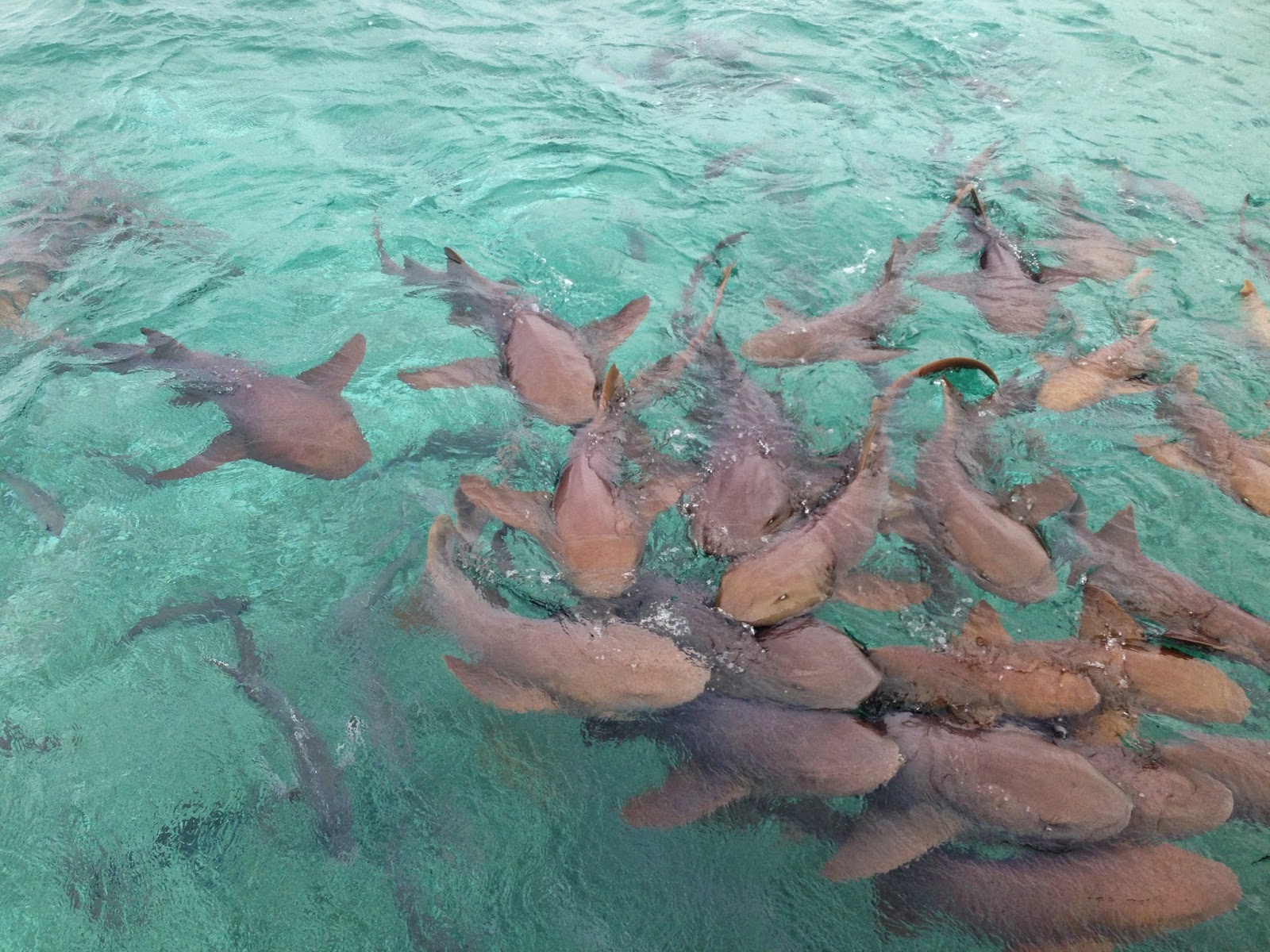逐夢day 46 48 灰灰的belize 灰灰的caye Caulker U Blog