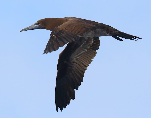 Immature Brown Booby