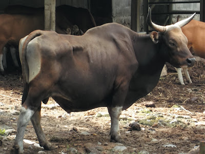 Foto banteng jantan di kebun binatang gembiraloka