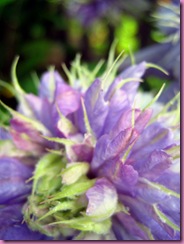 close up clematis
