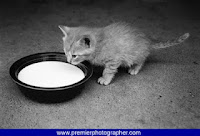 Small kitten drinking milk