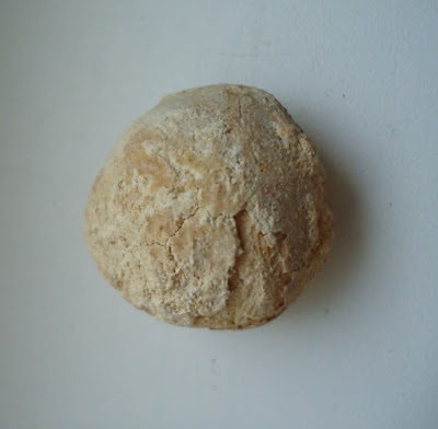 Turtle Egg Fossil