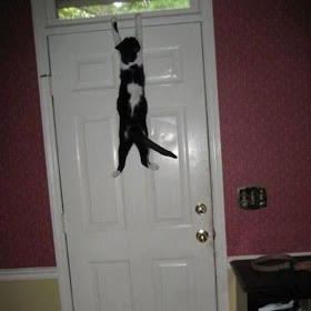 funny cat pictures, cat hang on door
