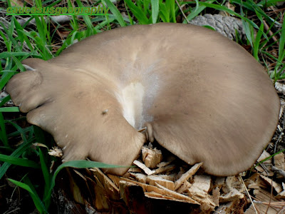 FREE MUSHROOM STOCK IMAGE