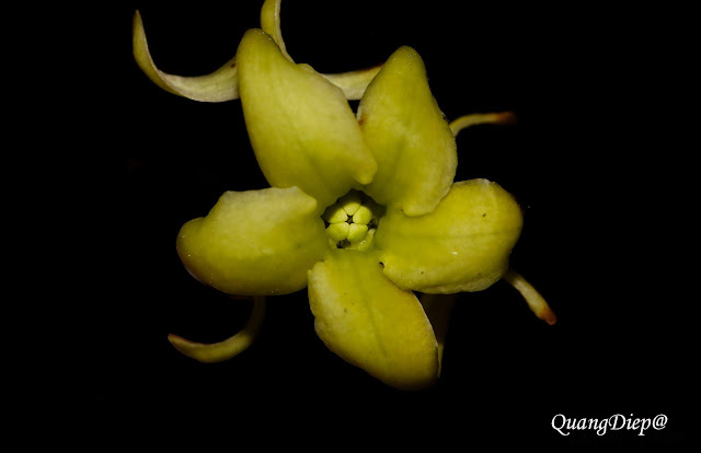 Cryptolepis sinensis var. ciliata (Costantin) P.H.Hô