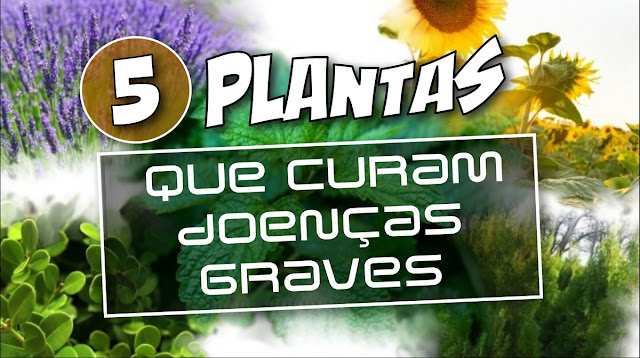 5 plantas que curam doenças graves