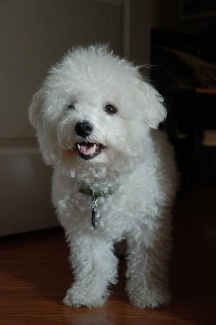 Bichon Frise is among the most beautiful dogs in the world with round head.