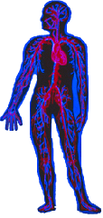 body_parts