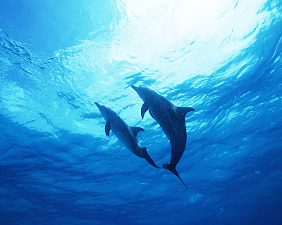 Dolphin_Wallpaper_05