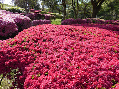 山田池公園 ツツジの丘（花木園）