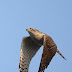 9月30日絵鞆半島の渡り鳥、ハイタカが飛びました。