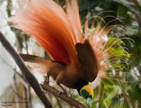 Burung Cenderawasih Paradisaea raggiana