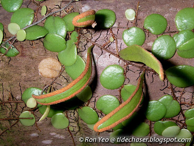 Dragon's Scale Fern (Pyrrosia piloselloides)