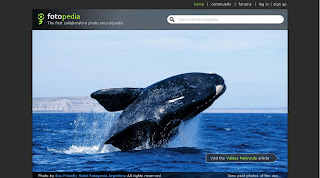 fotopedia promocion avistaje de ballena peninsula valdes