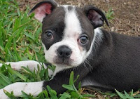 black and white cute puppy is looking you