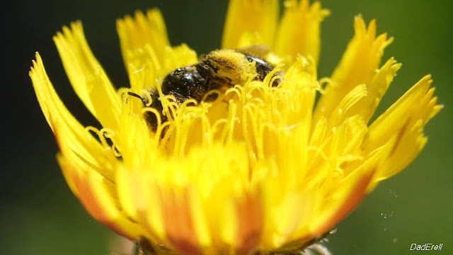 Abeille noire dans une fleur de picride