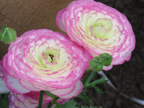 Adams' Flower Show ranunculus