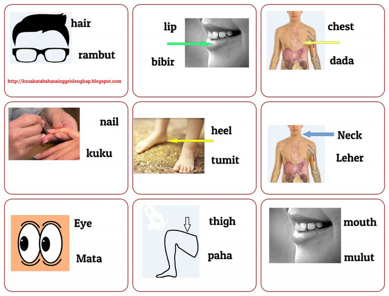 Kosakata Tentang Anggota Tubuh Dalam Bahasa  Inggris  Dan 