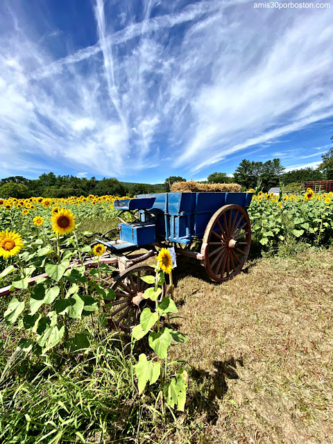 Campo de Girasoles en Mac's Maple en New Hampshire