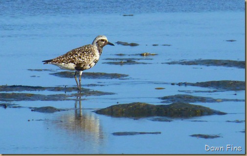 tern island birding_093