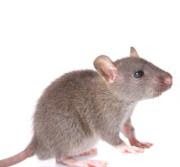 gambar tikus