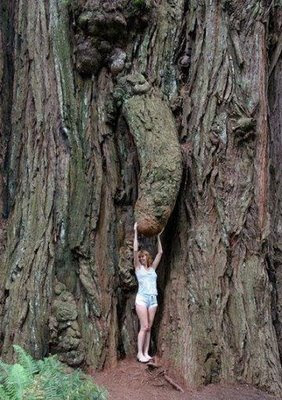 Foto Pohon Paling Aneh dan Unik 