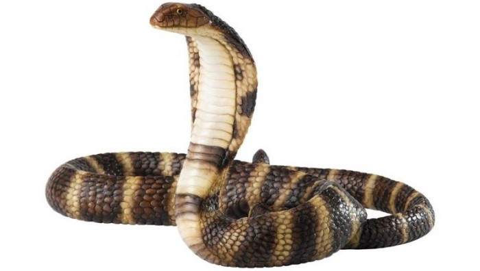 Gambar Ular Cobra Terbaru