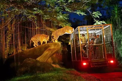  Kebun Binatang: Petualangan Seru - Menjelajahi Kebun Binatang di Malam Hari