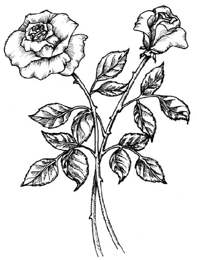 Flowers for flower lovers.: flowers drawing.