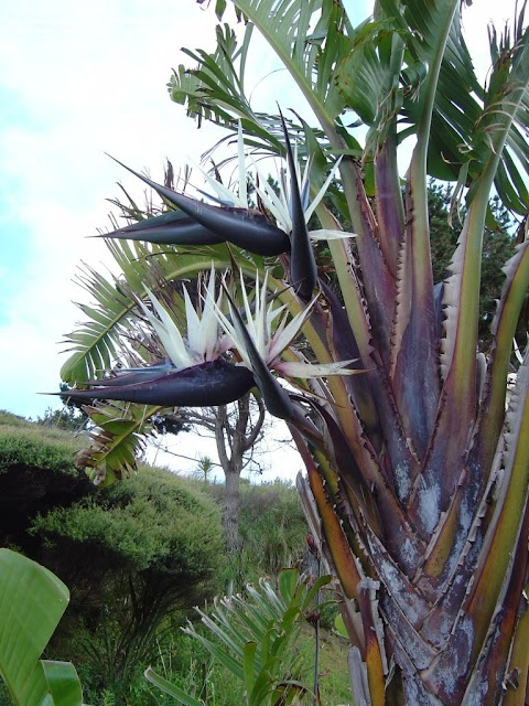 Strelitzia Bird Of Paradise