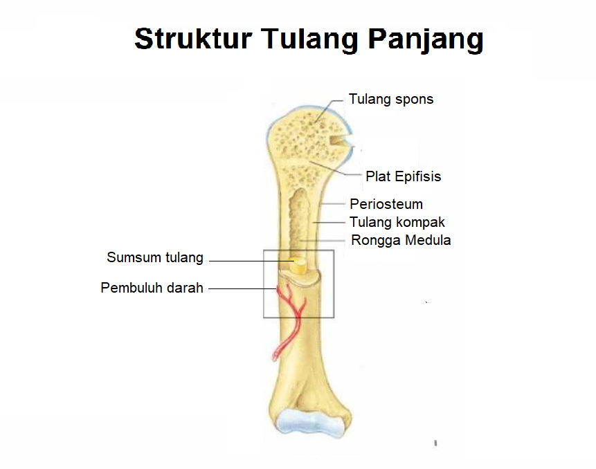 Struktur tulang