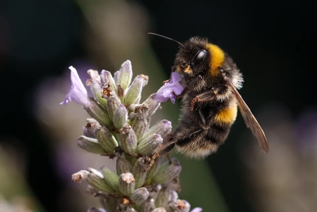 El veneno de abeja mata las células de cáncer de mama “agresivas y resistentes” en menos de 60 minutos