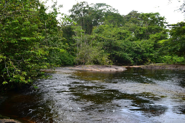 Guyane, crique Organabo, se baigner