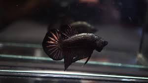 Ikan Cupang Black Copper