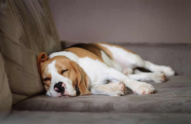 Morte súbita em cães: Quais são as causas?