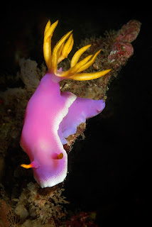 Amazing Underwater Photography Giambattista Isabella