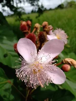 Familia Bixaceae - Bixa orellana