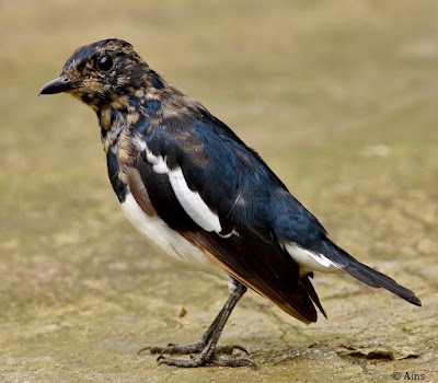 Oriental Magpie-Robin